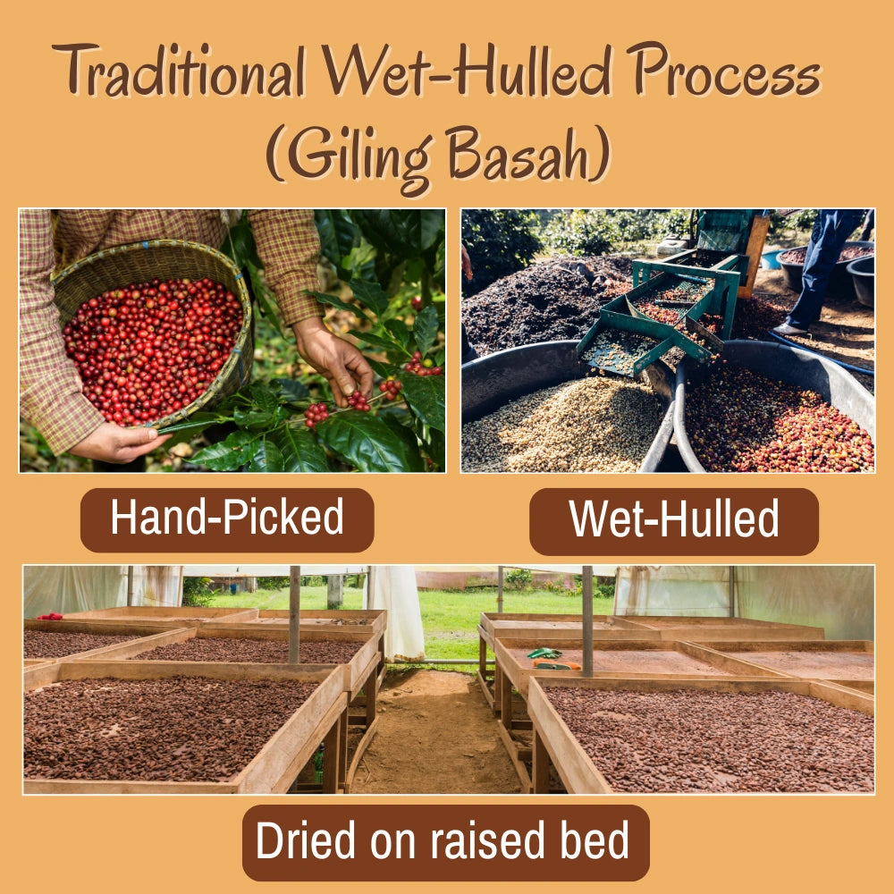 Purchase Bali Blue Coffee beans – traditional Giling Basah wet-hulled process for rich, smooth, aromatic coffee