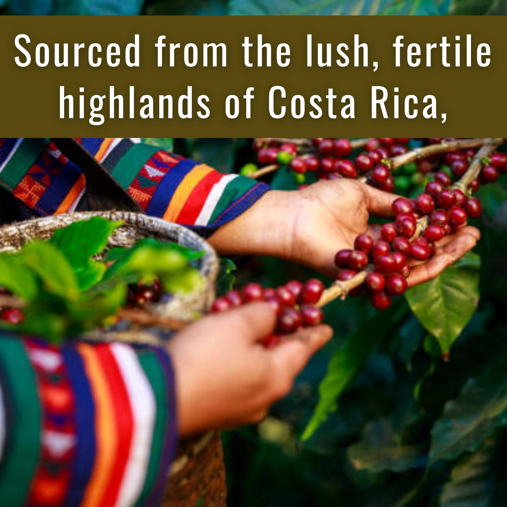 Buy Costa Rica Coffee online – premium single-origin beans from fertile Costa Rican highlands
