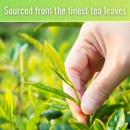 Pure Organic Matcha Powder - Premium Ceremonial Grade Japanese Drinking Matcha