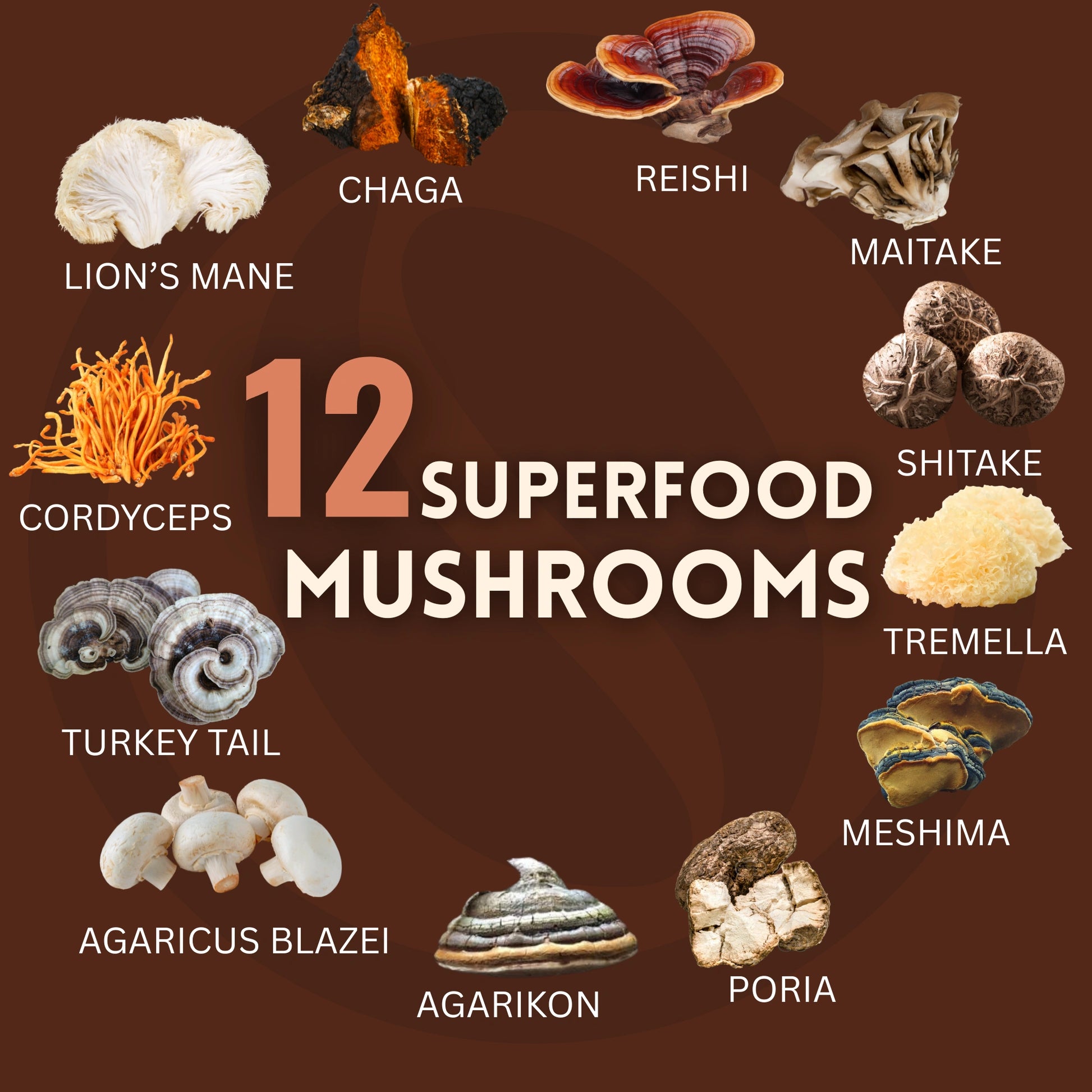 Shop Mushroom Coffee Blend – premium 180g coffee with 12 superfood mushrooms for enhanced energy, focus, and balance