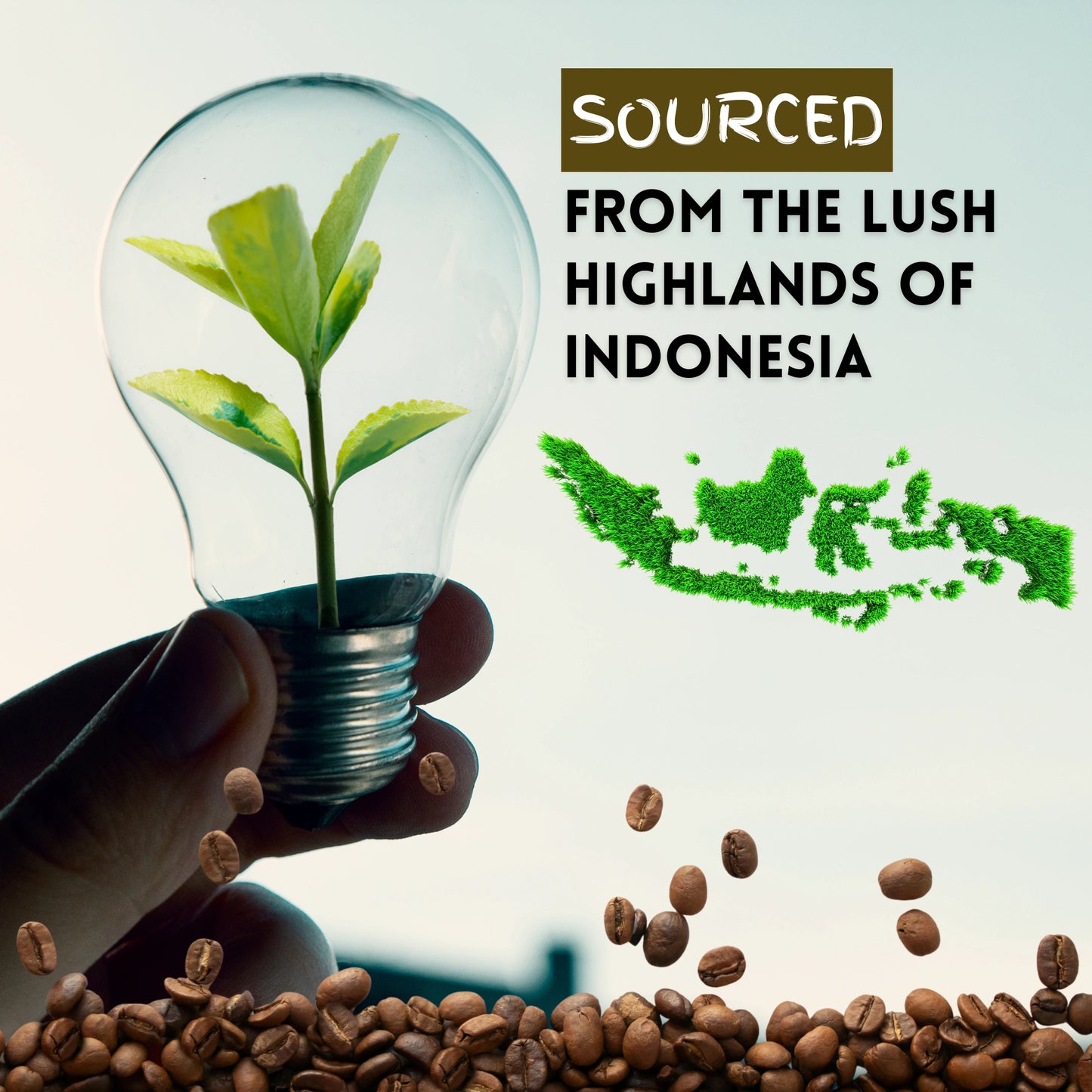 Sumatra Mandheling Coffee beans for sale – Indonesian single-origin Arabica coffee